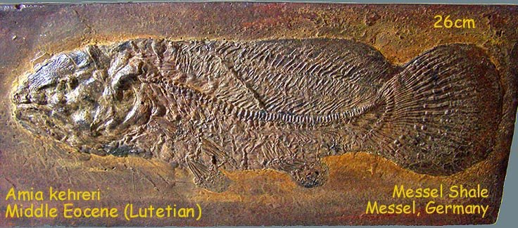 Eocene Dogfish