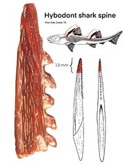 Hybodont Shark Spine
