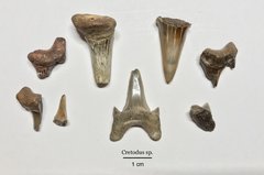 Cretodus sp. Shark Teeth