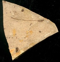 Anenchelum glarisianum de Blainville 1818