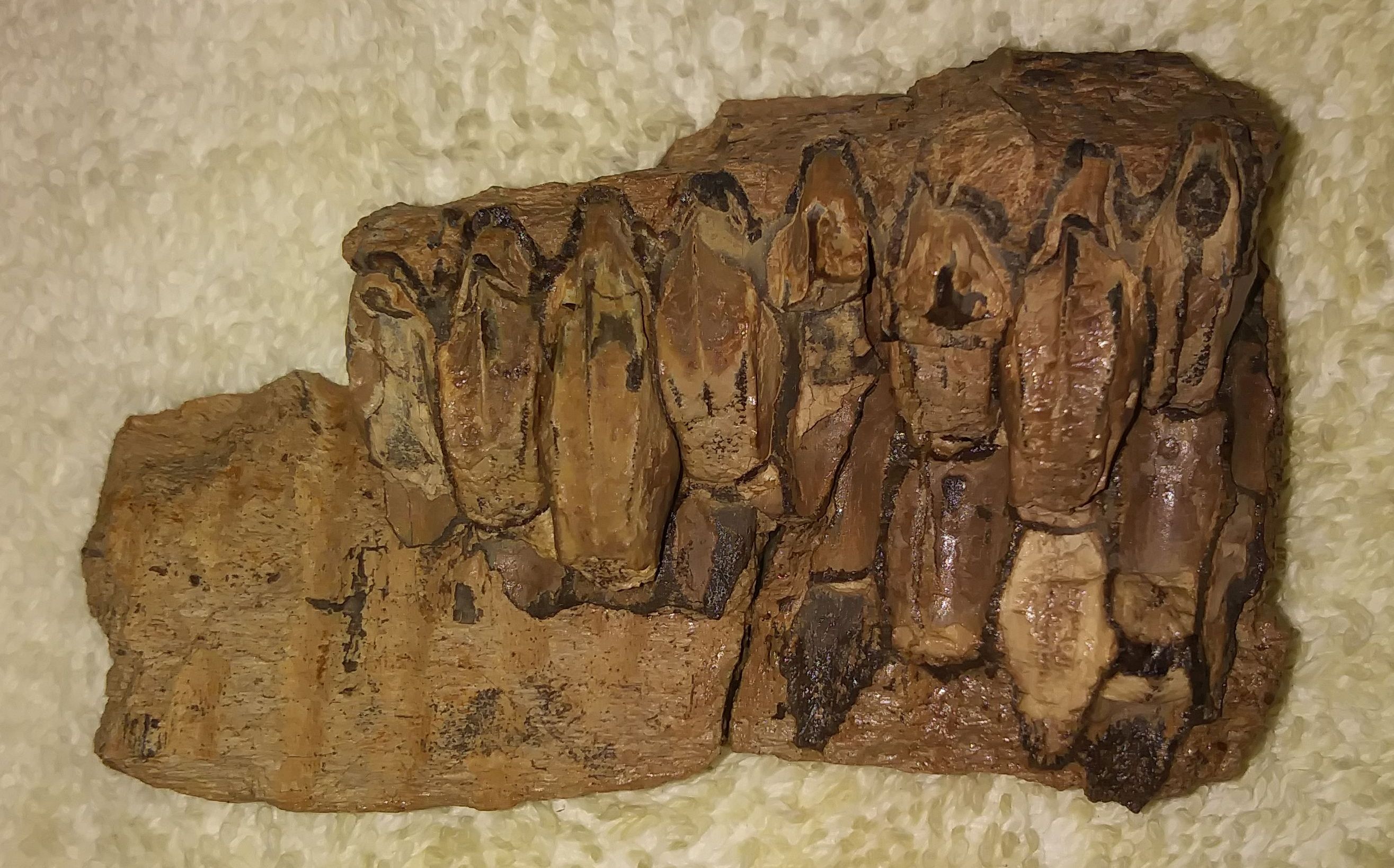 Dental Battery, Rosebud County Montana - Fossil ID - The ...