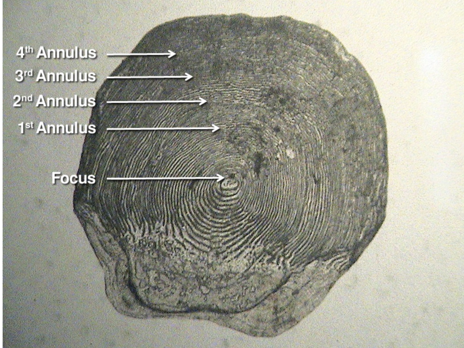 fish-scale-in-shale-fossil-id-the-fossil-forum