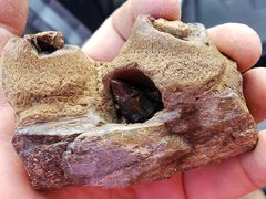 Tylosaur Jaw Section With Replacement Tooth
