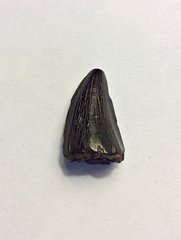 Mosasaur Tooth from Ramanessin