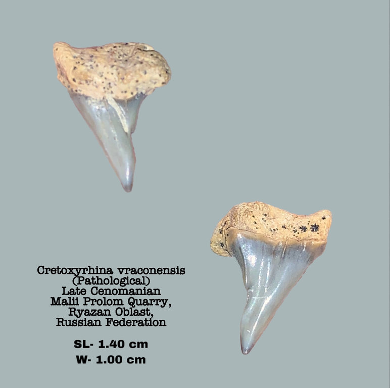 C. Vraconensis 3 (patho).jpeg