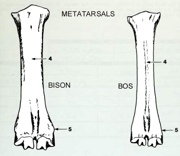 bison_bos_metatarsals_dorsal.JPG