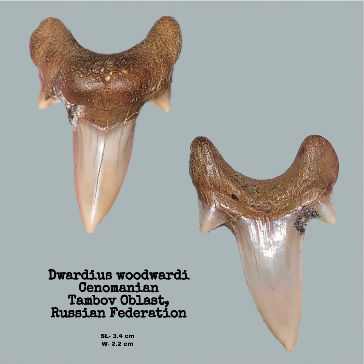 Dwardius woodwardi (Lower)