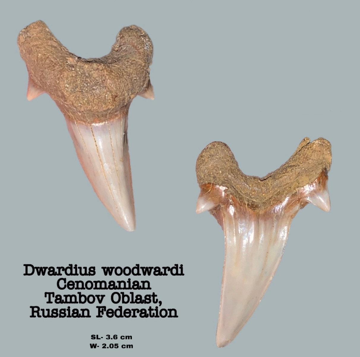 Dwardius woodwardi (lower)