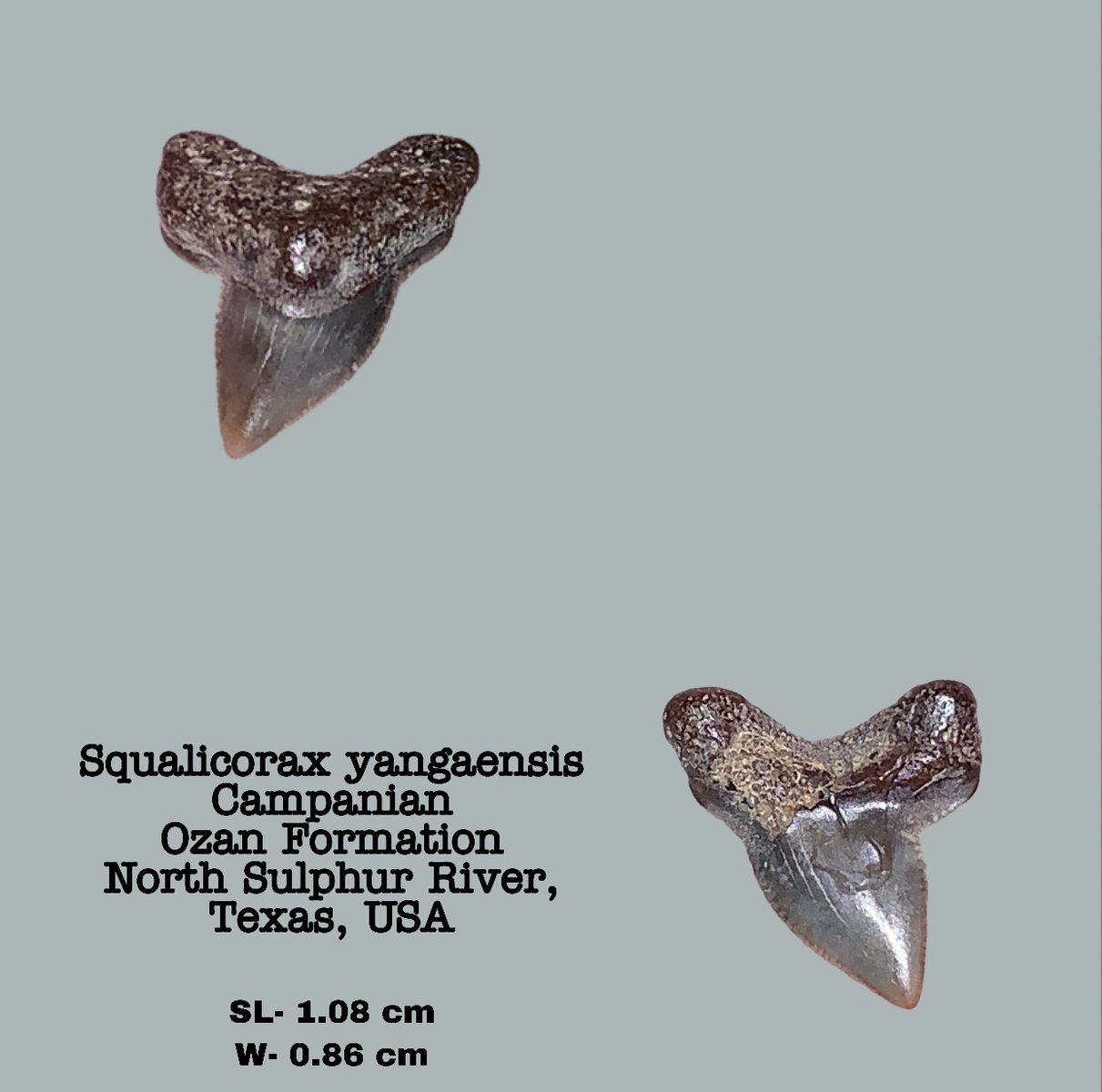 Squalicorax yangaensis