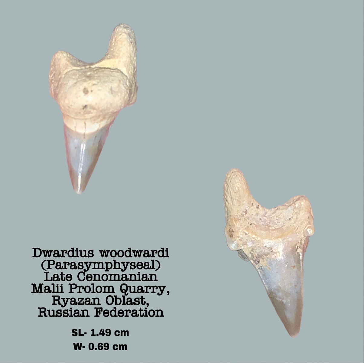 Dwardius woodwardi (Parasymphyseal)