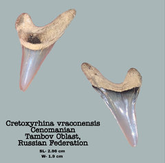 Cretoxyrhina vraconensis