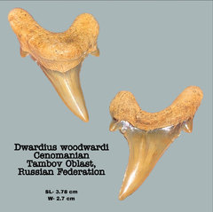 Dwardius woodwardi (Lower)