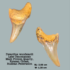 Dwardius woodwardi