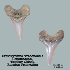 Cretoxyrhina vraconensis
