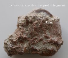 Lepisosteidae scale in coprolite