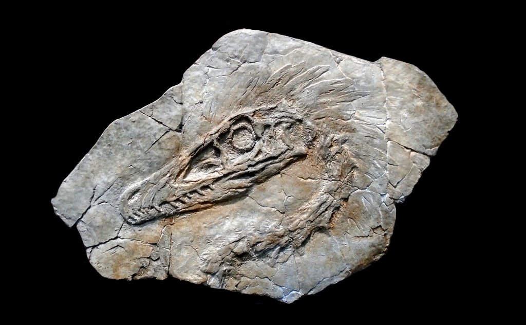 Velociraptor_mongoliensis_fossil_panel_in_matrix_1024x1024.jpg.