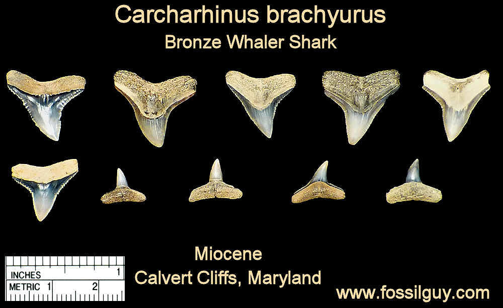 carcharhinus-shark-tooth1.jpg