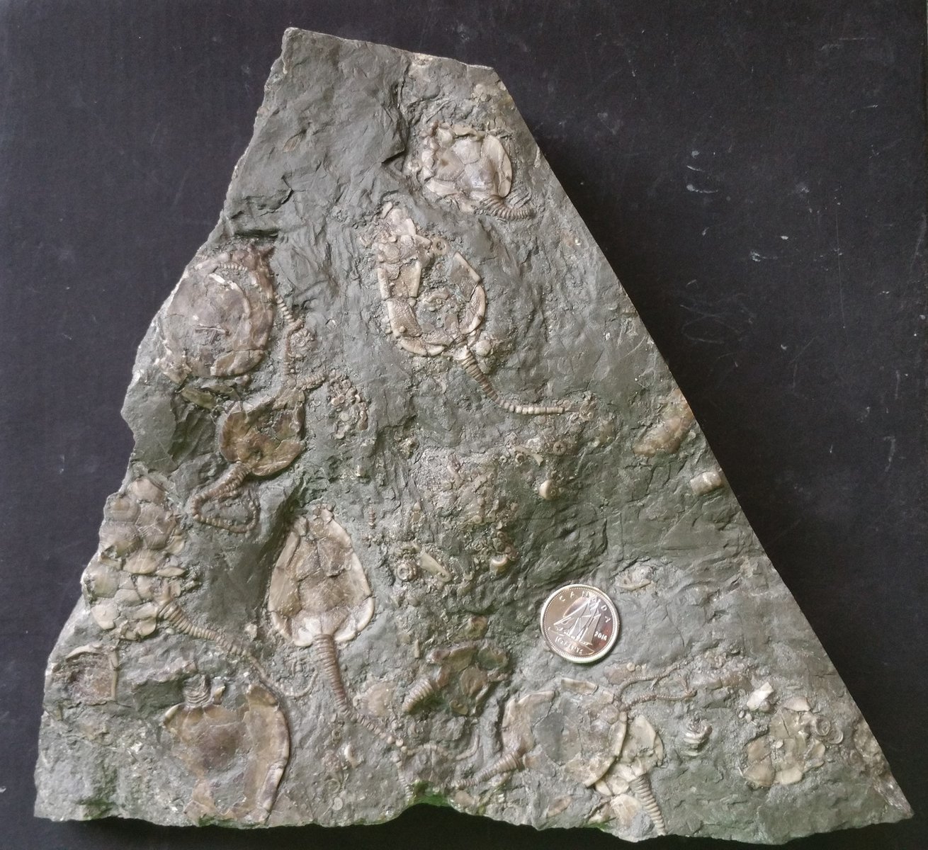 Bobcaygeon Formation Cystoid Plate