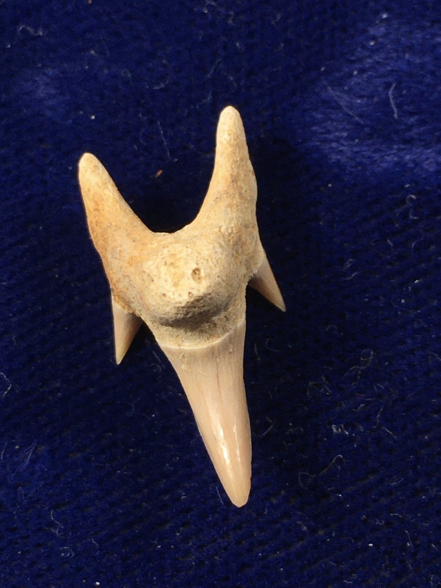 Cretaceous Shark Teeth