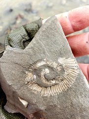 Glyptoxoceras Heteromoprh Ammonite
