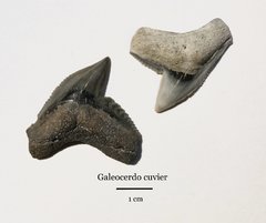 Galeocerdo cuvier (tiger shark)