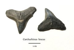 Carcharhinus leucas (bull shark)