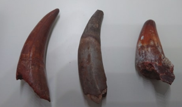 Marokko fossilien Dinosaurier fossil tooth Selten Krokodile Zahn aus Kem Kem 