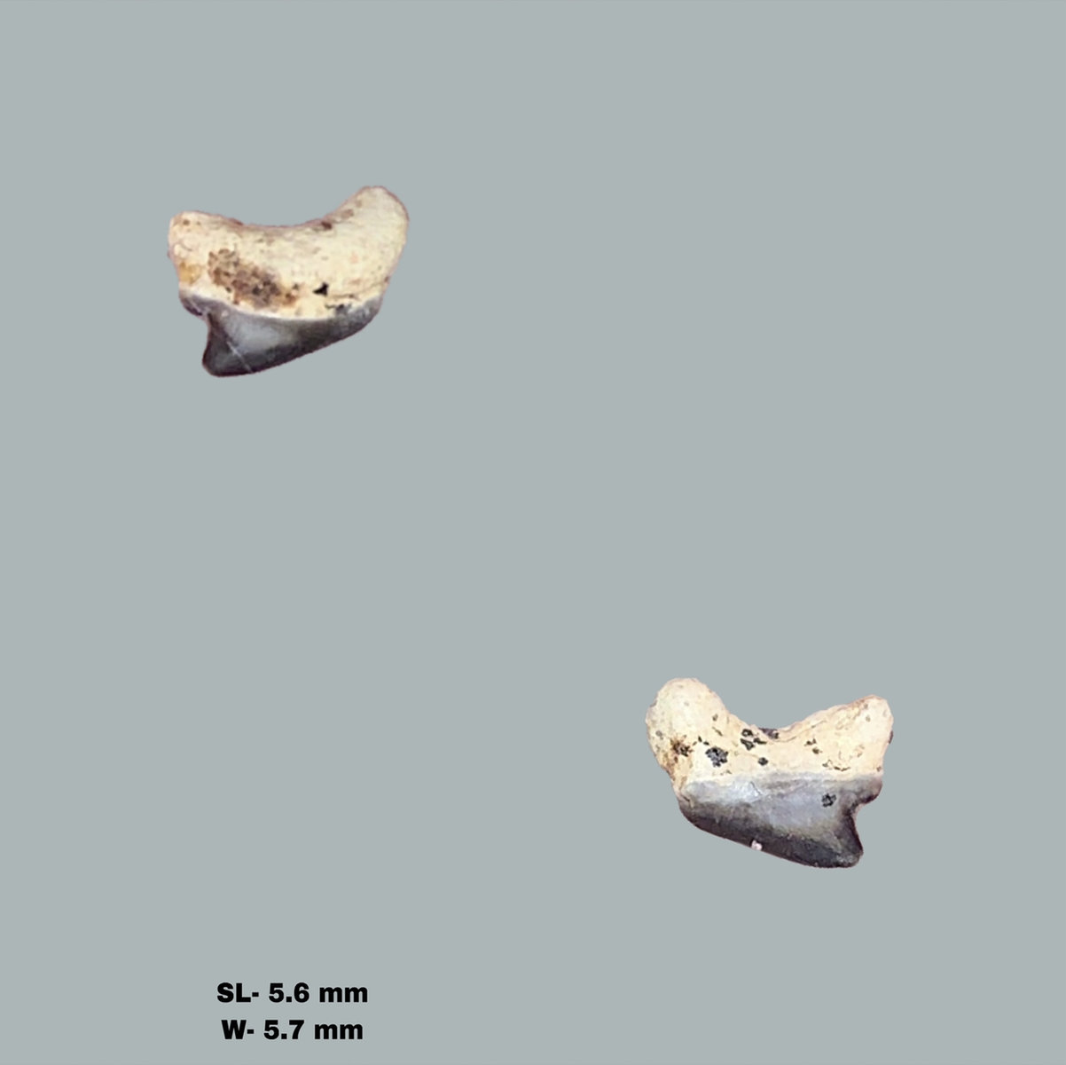 Cenomanian Shark Teeth and other Marine Fauna, Ryazan Oblast, Russia
