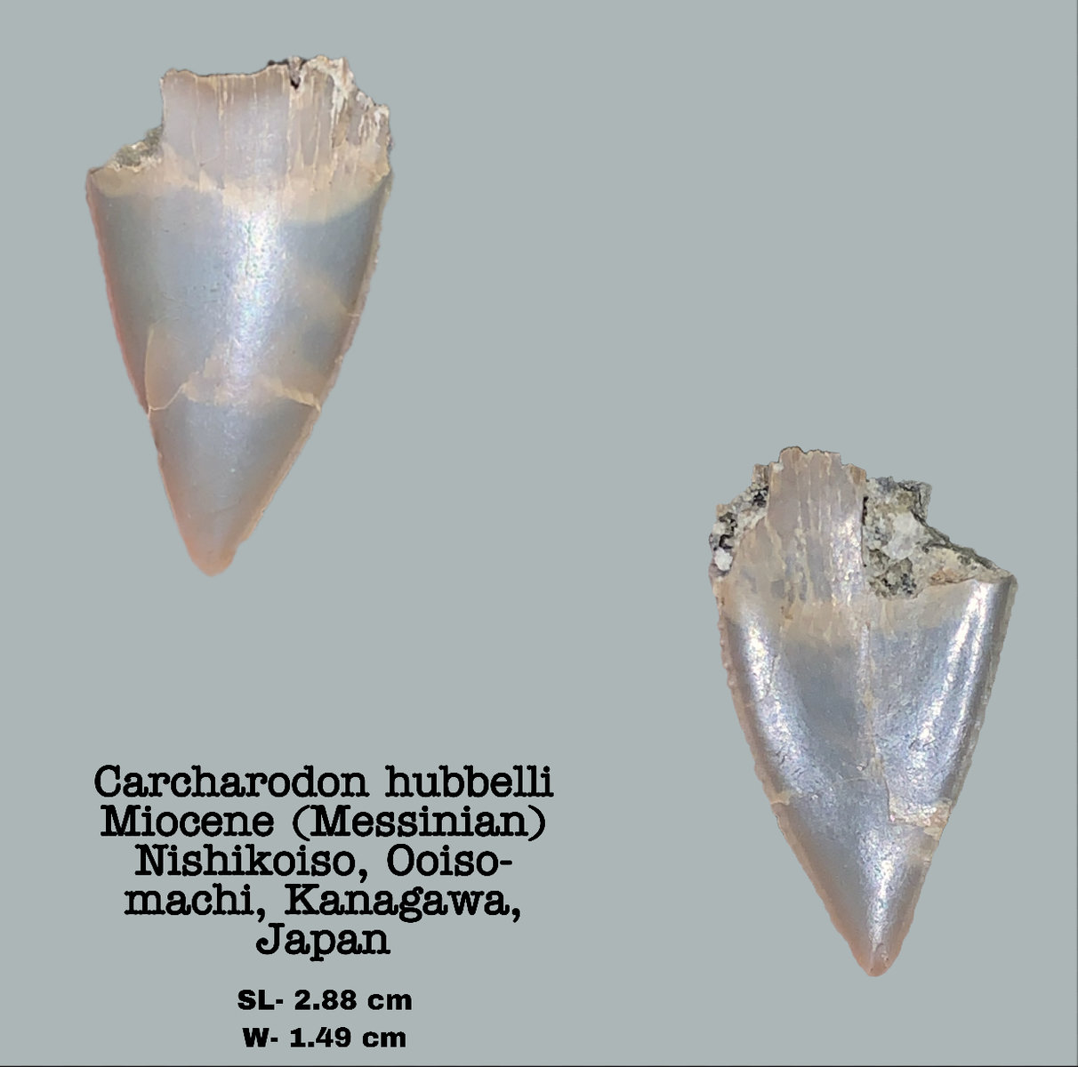 Carcharodon hubbelli (Enamel cone)