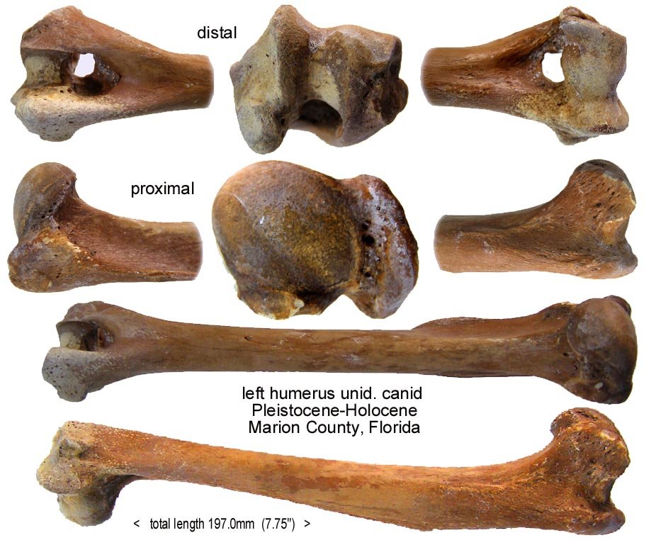 canid humerus