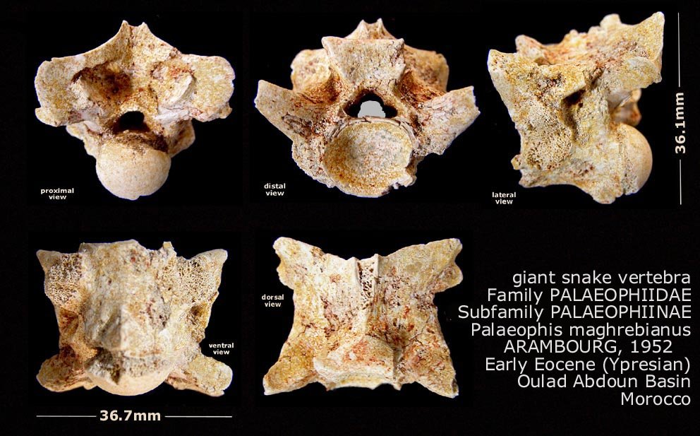 Palaeophis