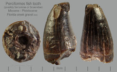 AB CC 20 fish tooth.png