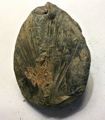 Bivalve from the Marcellus Shale, Morrisville, N.Y.