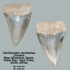 Carcharodon carcharias