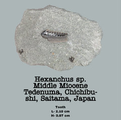 Hexanchus sp.