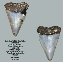 Carcharodon hastqalis