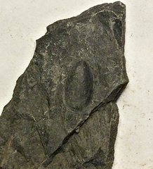 Lingulid Brachiopod from Deep Springs Road Quarry, N.Y.