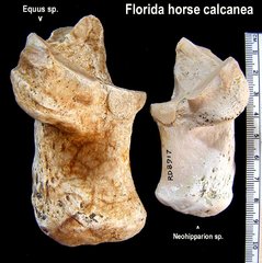 horse calcanea