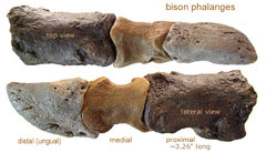 bison phalanges