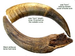 Horn Core and "Horn"