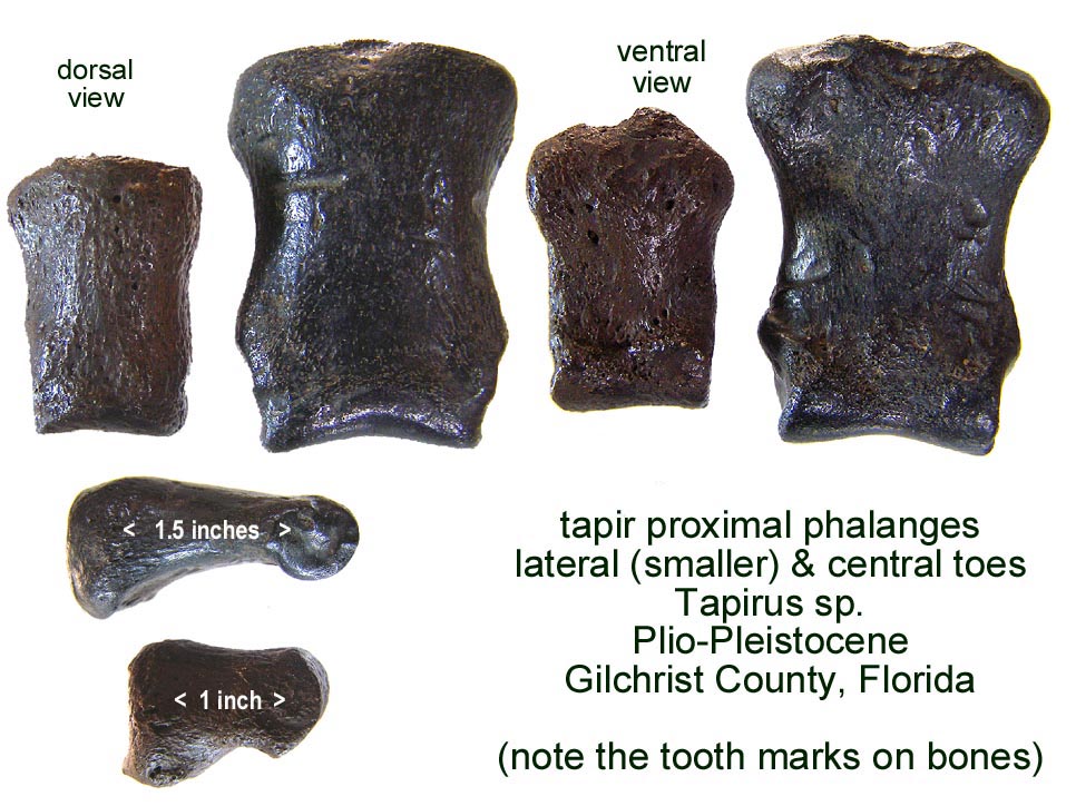 tapir_phalanges_proximal.JPG