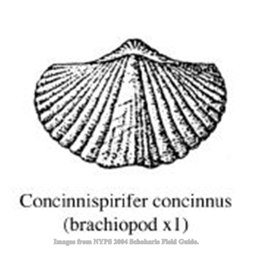 conncinispirifer.JPG