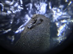Tiny crinoid calyx
