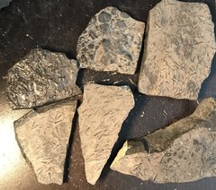Pieces of rock from the Manlius Formation