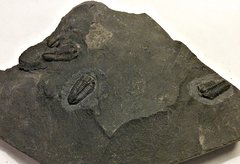 Calymenid Trilobites from New York's Ordovician