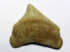 Carcharocles megalodon (Agassiz 1843)