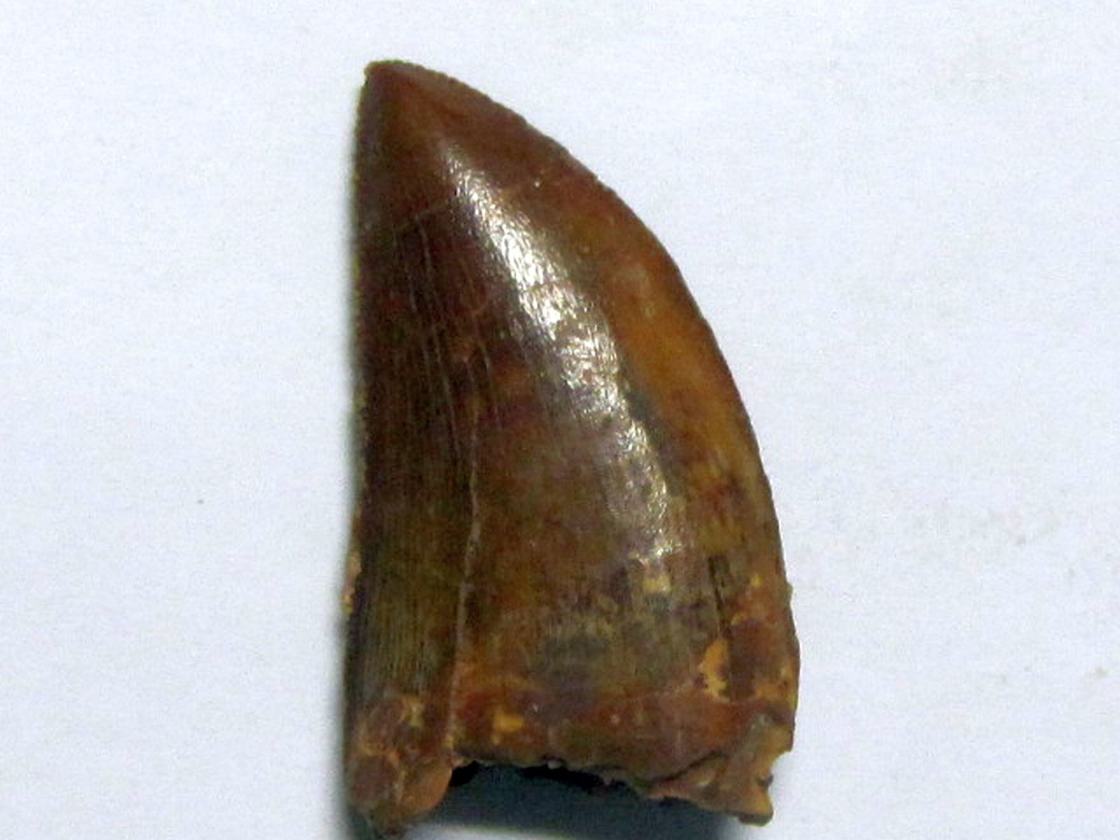 Carcharodontosauridae indet. (Stromer 1931)