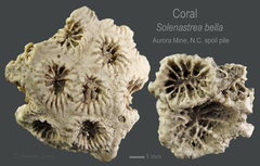 AB LC 2020 Coral.jpg