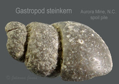 AB LC 2020 Gastropod steinkern.jpg