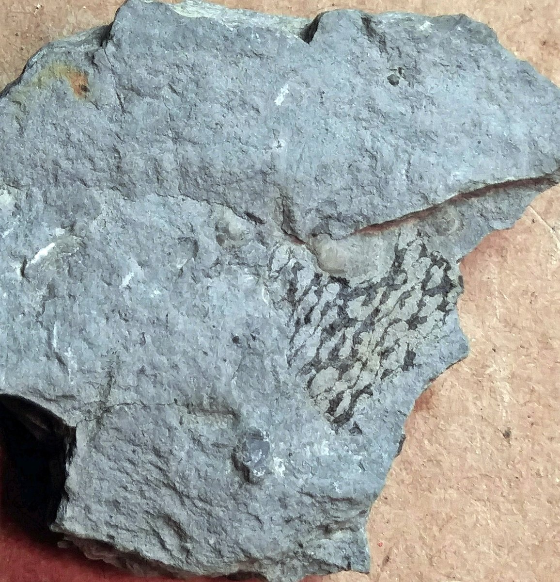 Dictyonema sp,  Middle Devonian graptolite
